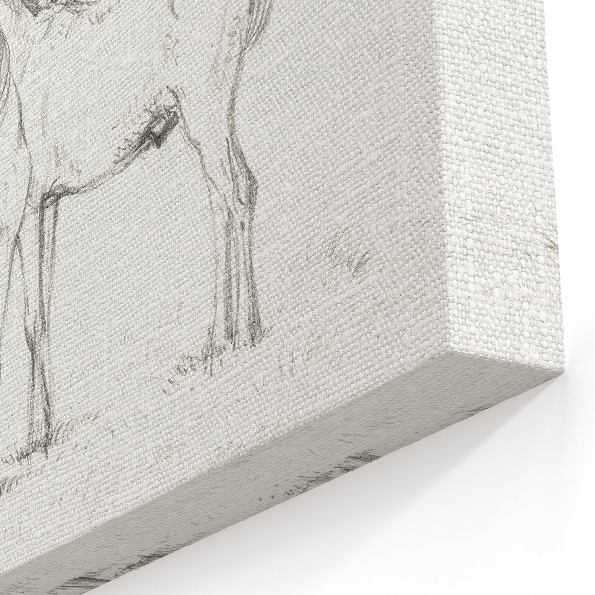 Fine Art Realism Sketch - Two Horses Standing Together Art Print Canvas