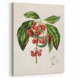 Antique Botanical Print - Coprosma australis by Sarah Featon Canvas