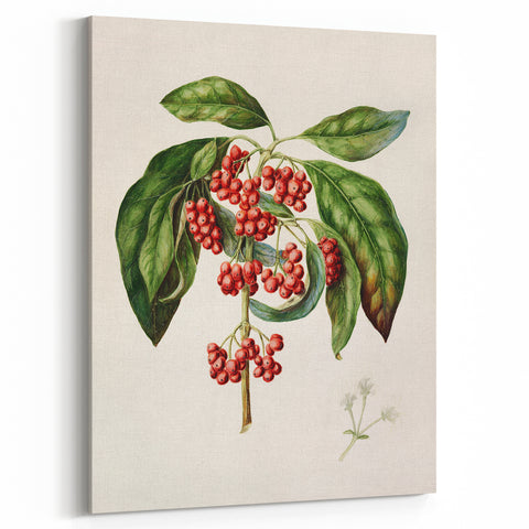 Antique Botanical Print - Coprosma australis by Sarah Featon Canvas
