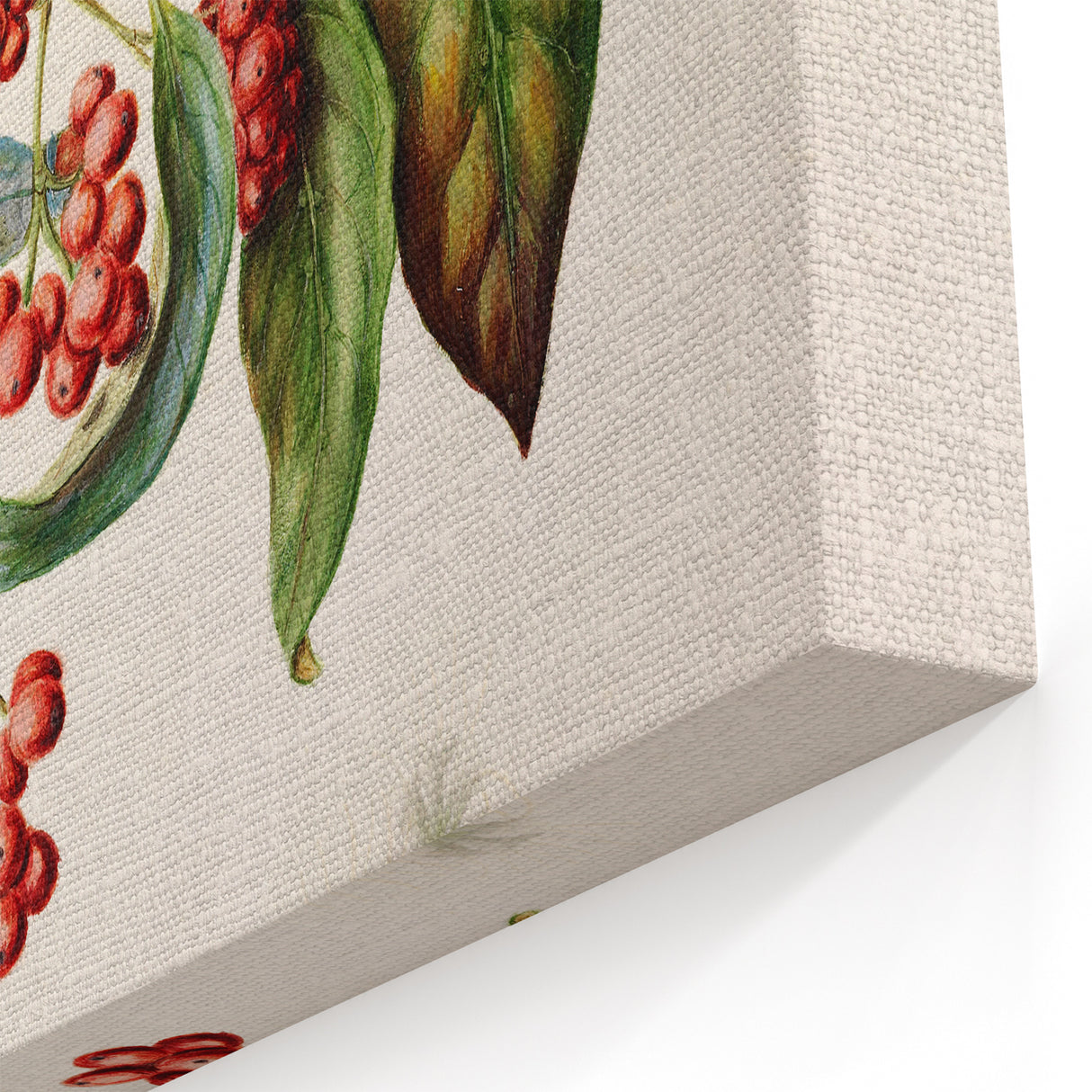 Antique Botanical Print - Coprosma australis by Sarah Featon Canvas