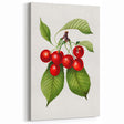 Realistic Cherry Illustration Art Print | Classic Botanical Wall Decor