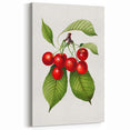Realistic Cherry Illustration Art Print | Classic Botanical Wall Decor