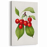 Realistic Cherry Illustration Art Print | Classic Botanical Wall Decor