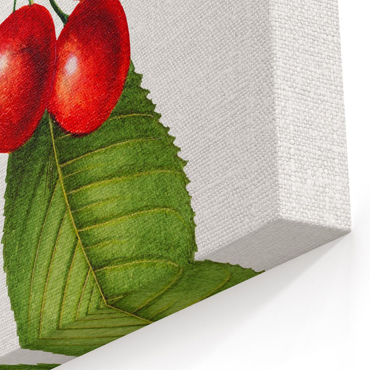 Realistic Cherry Illustration Art Print | Classic Botanical Wall Decor