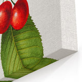 Realistic Cherry Illustration Art Print | Classic Botanical Wall Decor