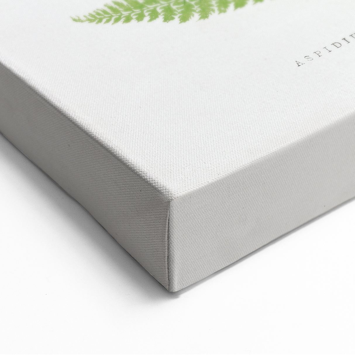 Botanical Realism Print | Aspidium Angulare Fern by Edward Joseph Lowe