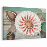 Botanical Realism Art | Great Water Lily of America by William Sharp