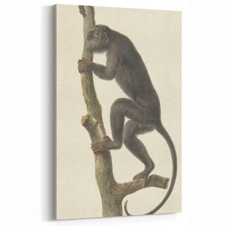 Vintage Realism Monkey Print | Zwarte Brulaap by Pieter Pietersz Barbiers