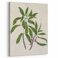 Realism Botanical Art Print | Ngaio Plant Illustration by Sarah Featon