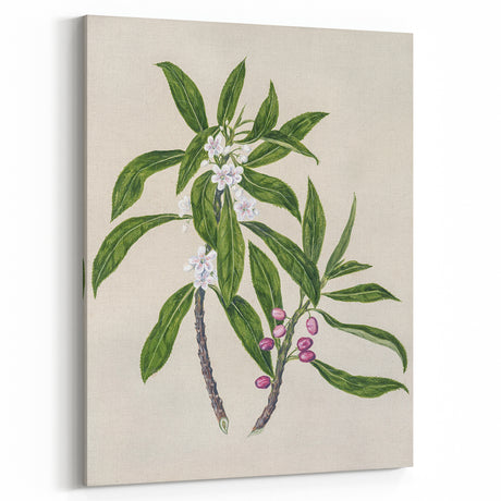 Realism Botanical Art Print | Ngaio Plant Illustration by Sarah Featon