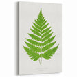 Realism Art Prints - Acrostichum Alienum Fern by Edward Joseph Lowe