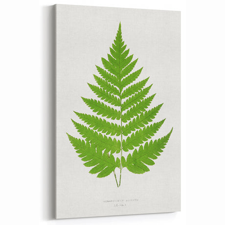 Realism Art Prints - Acrostichum Alienum Fern by Edward Joseph Lowe
