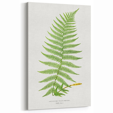 Athyrium Filix–Femina Lady Fern Print - Detailed Realism Botanical Art