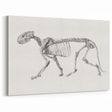 Tiger Skeleton Lateral View Realism Art Print - George Stubbs Anatomy Art