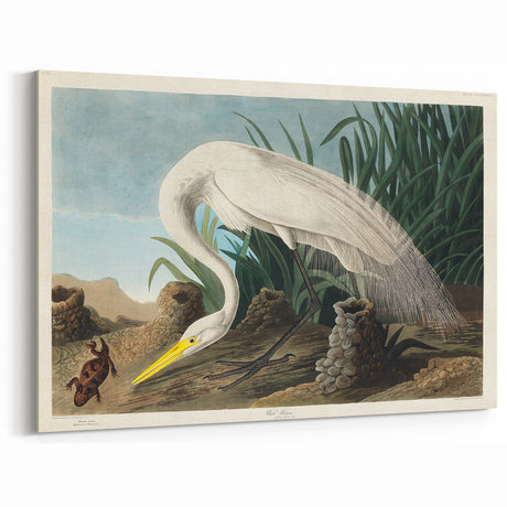 White Heron Realism Art Print - Audubon Birds of America Classic Illustration