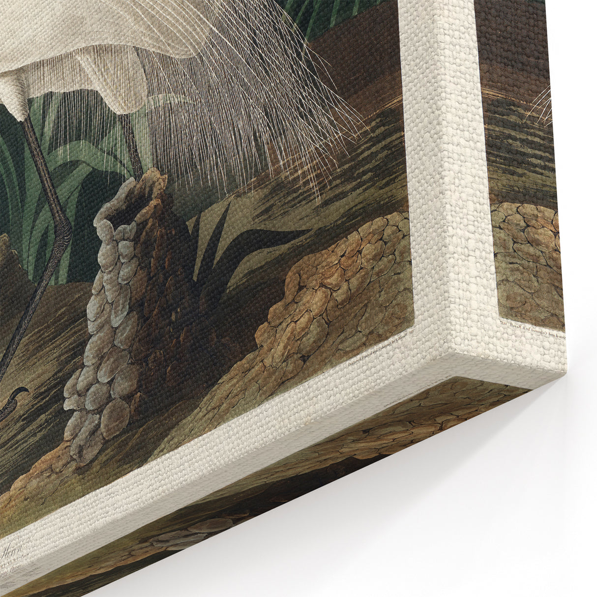 White Heron Realism Art Print - Audubon Birds of America Classic Illustration
