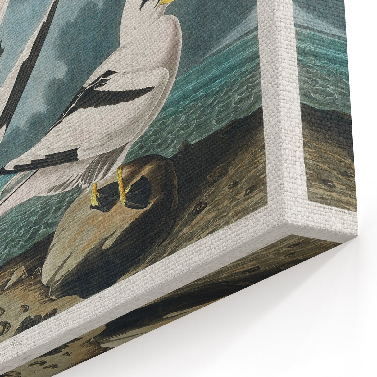 Tropic Bird Realism Art Print - John James Audubon Bird Illustration, 1827