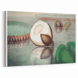 Victoria Regia Water Lily Realism Art Print - Classical Realism Canvas Decor