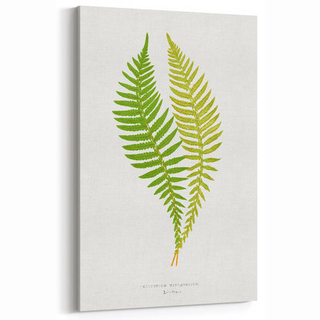 Polypodium Fern Realism Art Print - Edward Lowe Botanical Wall Decor