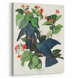 White-crowned Pigeon Art Print - Audubon Birds of America Botanical Decor