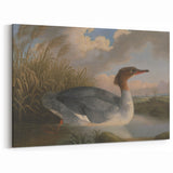 Goosander Dun Diver Art Print - Robert Wilkinson Padley Realism Bird Decor