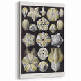 Modern Wall Art - Blastoidea by Ernst Haeckel - Vintage Botanical Print