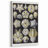 Modern Wall Art - Blastoidea by Ernst Haeckel - Vintage Botanical Print