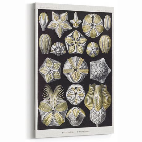 Modern Wall Art - Blastoidea by Ernst Haeckel - Vintage Botanical Print