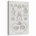 Modern Wall Art Print - Spyroidea by Ernst Haeckel - Scientific Art Decor