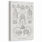 Modern Wall Art Print - Spyroidea by Ernst Haeckel - Scientific Art Decor