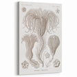 Modern Wall Art: Ernst Haeckel’s Intricate Crinoidea Illustration