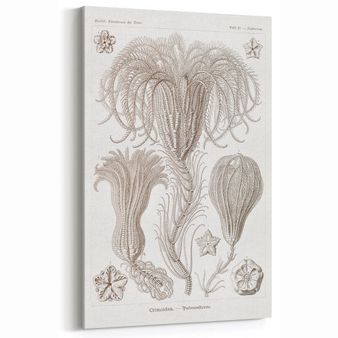 Modern Wall Art: Ernst Haeckel’s Intricate Crinoidea Illustration