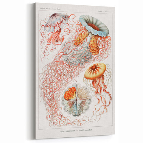 Intricate Jellyfish Modern Wall Art - Abstract Marine Art by Ernst Haeckel