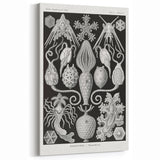 Amphoridea Urnensterne - Intricate Black and White Art Print by Ernst Haeckel