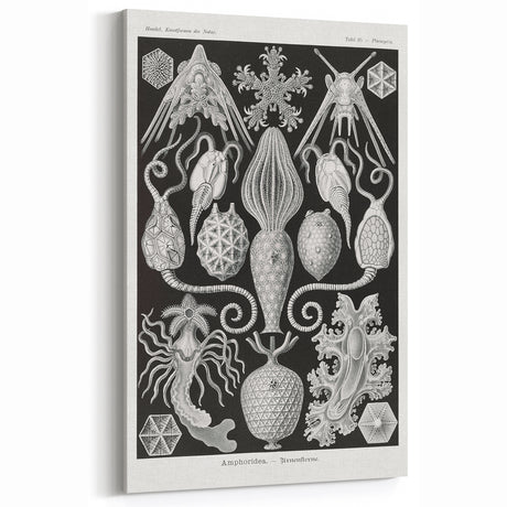 Amphoridea Urnensterne - Intricate Black and White Art Print by Ernst Haeckel