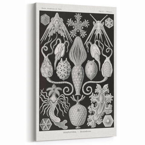 Amphoridea Urnensterne - Intricate Black and White Art Print by Ernst Haeckel