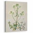 Realism Art Print of New Zealand Gentian - Vintage Botanical Illustration