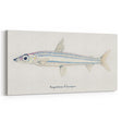 Realism Art Print of Argentina Elongata - Vintage Marine Life Illustration