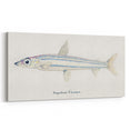 Realism Art Print of Argentina Elongata - Vintage Marine Life Illustration