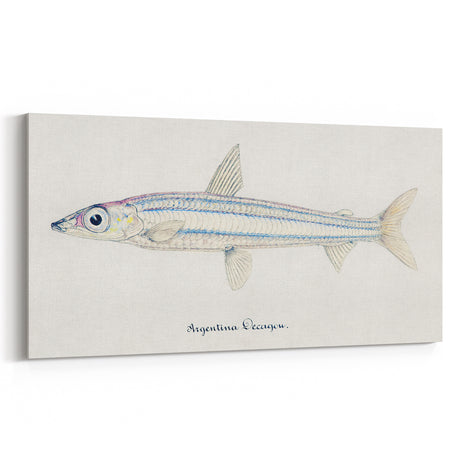 Realism Art Print of Argentina Elongata - Vintage Marine Life Illustration