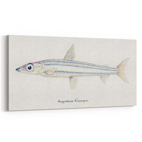 Realism Art Print of Argentina Elongata - Vintage Marine Life Illustration