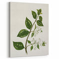 Realism Art Prints - Antique Botanical Plant Realistic Wall Art Canvas