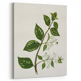 Realism Art Prints - Antique Botanical Plant Realistic Wall Art Canvas