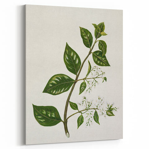 Realism Art Prints - Antique Botanical Plant Realistic Wall Art Canvas