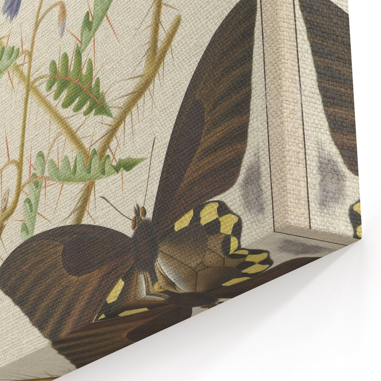 Realism Art Prints - Exotic Butterflies on Blooming Bush Botanical Art