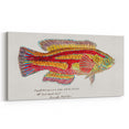 Realism Art Prints - Antique Fish Illustration by Fe. Clarke Vibrant Marine Art