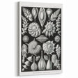Scientific Nature Wall Art - Intricate Marine Microorganism Illustration