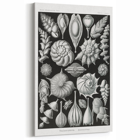 Scientific Nature Wall Art - Intricate Marine Microorganism Illustration