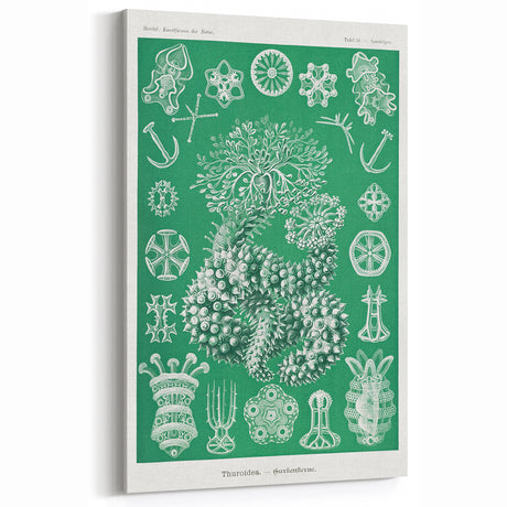 Modern Wall Art - Botanical Thuroidea Print for Unique Nature-Inspired Decor