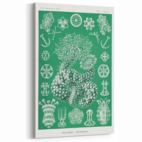 Modern Wall Art - Botanical Thuroidea Print for Unique Nature-Inspired Decor